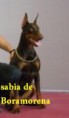 /album/exposiciones/sabia-boramorena-jpg/